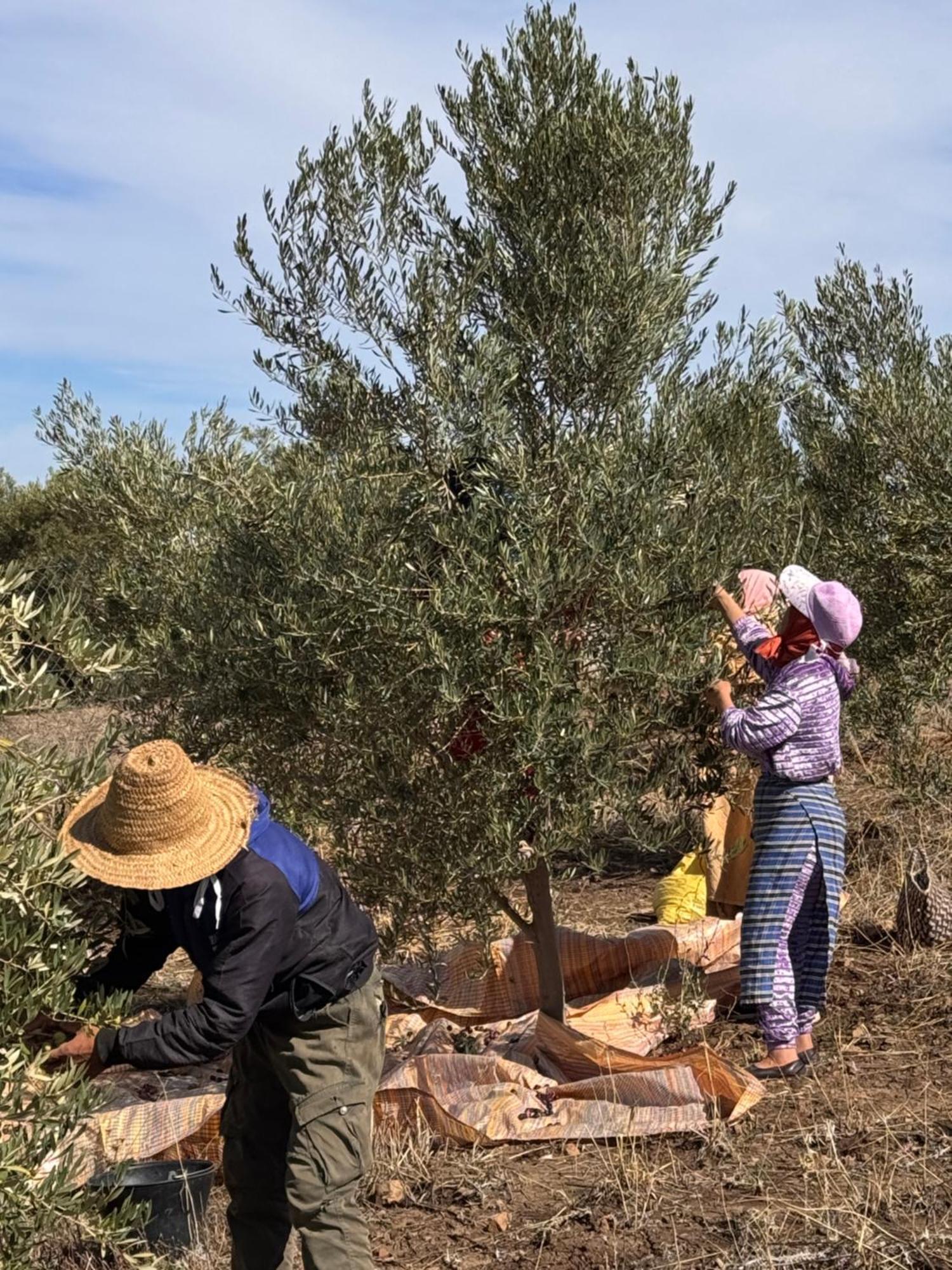 سيرفو Bhalil Farm House المظهر الخارجي الصورة